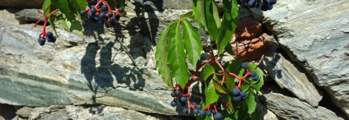 Wilder Wein mit blauen Beeren an Steinwand